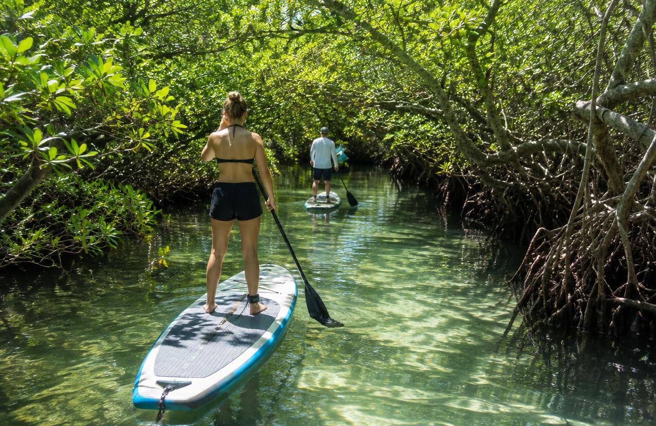 Paddling through mangrove tunnels near Riverview